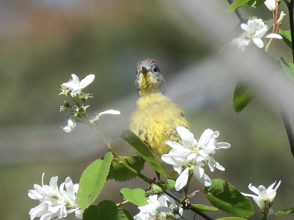 Nashville Warbler - Margaret Mackenzie