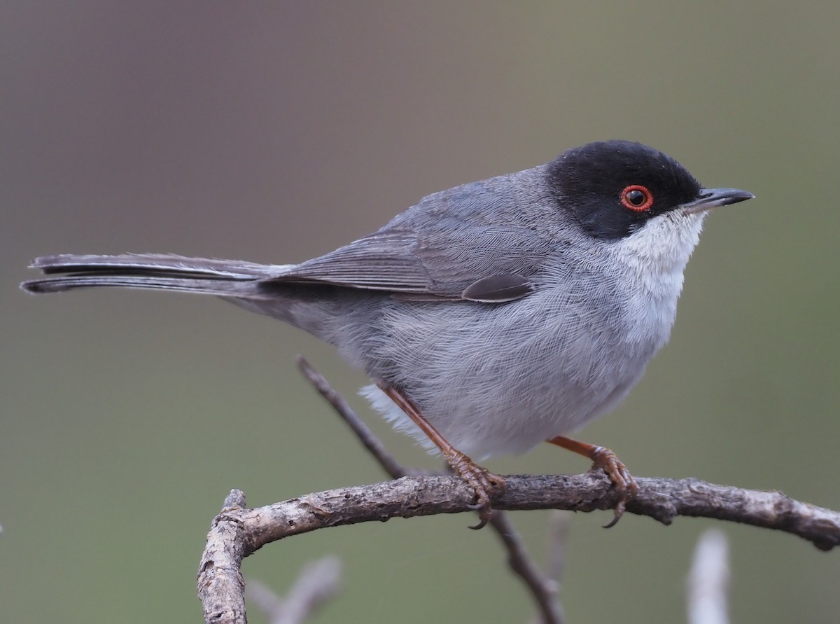 Curruca Cabecinegra - ML618165269