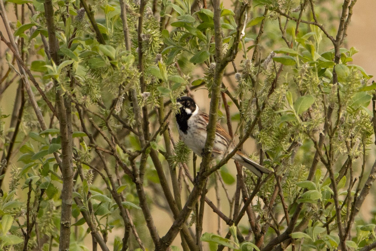 Reed Bunting - ML618165271