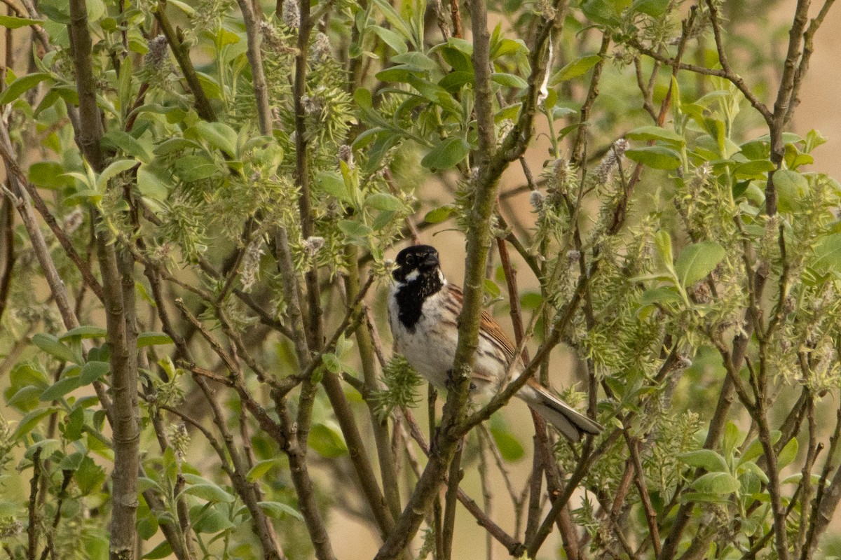 Reed Bunting - ML618165272