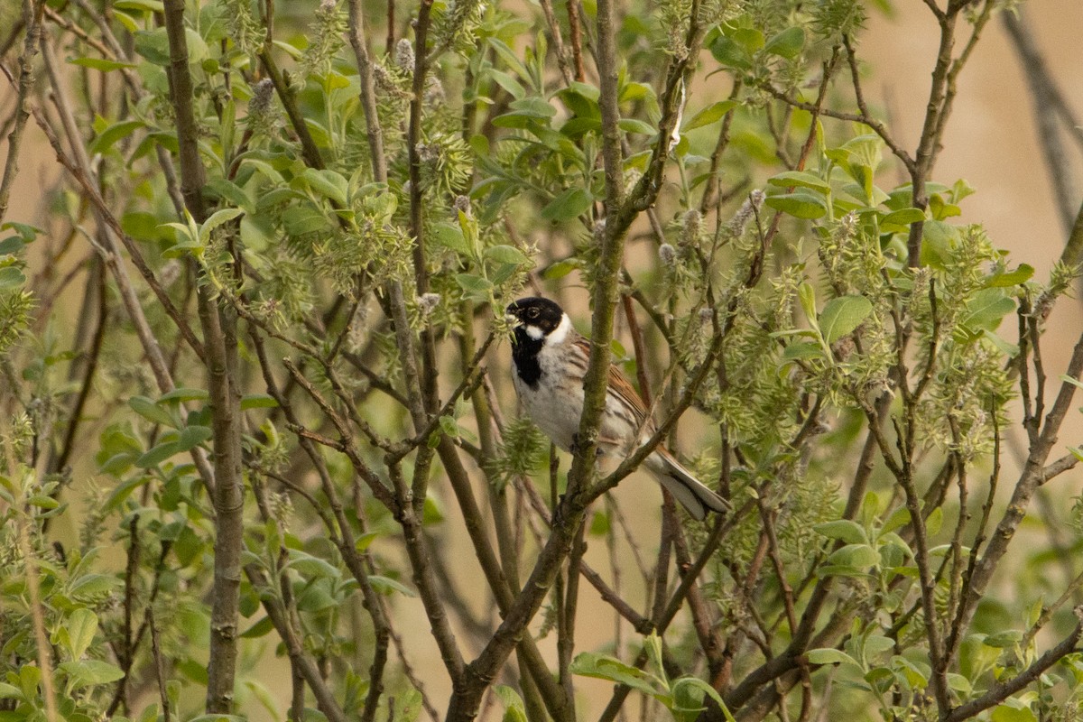 Reed Bunting - ML618165273