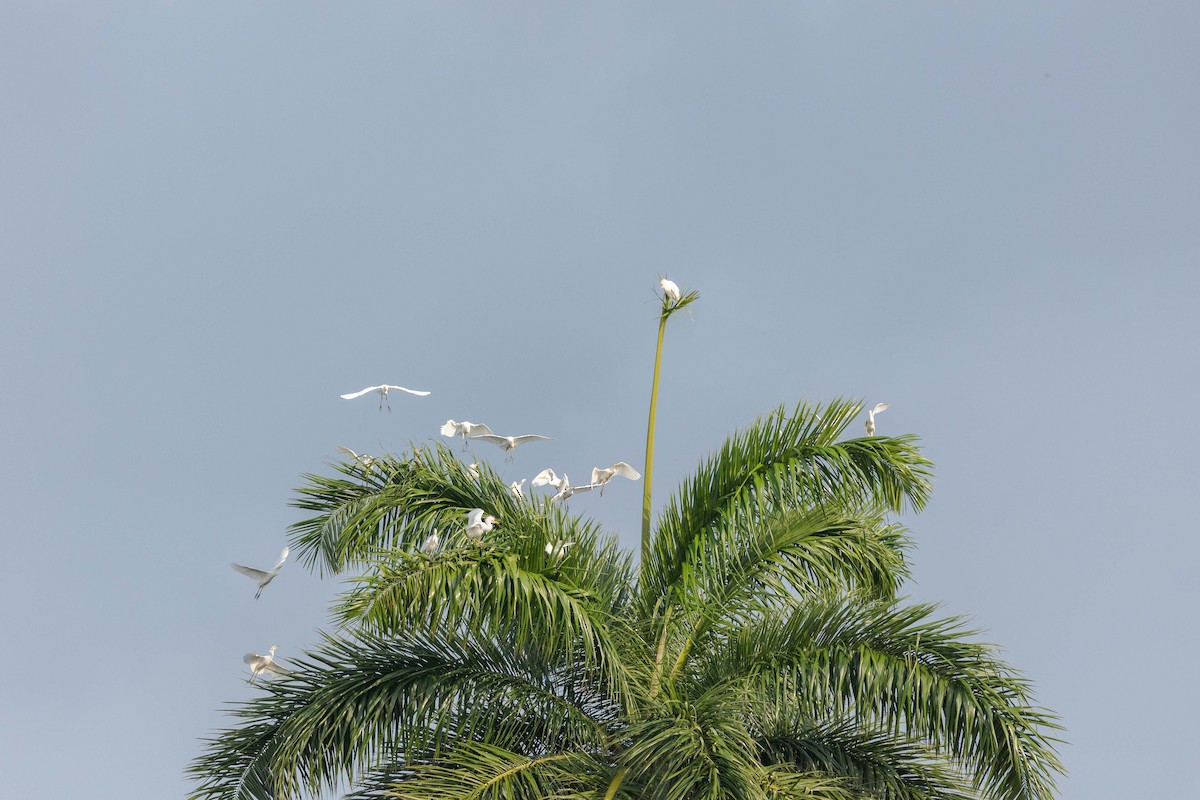 Western Cattle Egret - Rafael León Madrazo