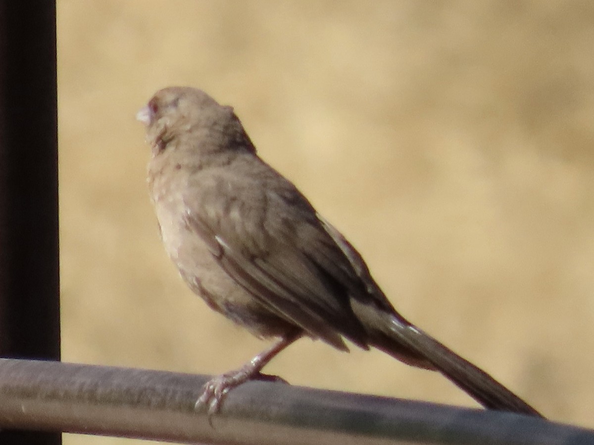 Abert's Towhee - Babs Buck