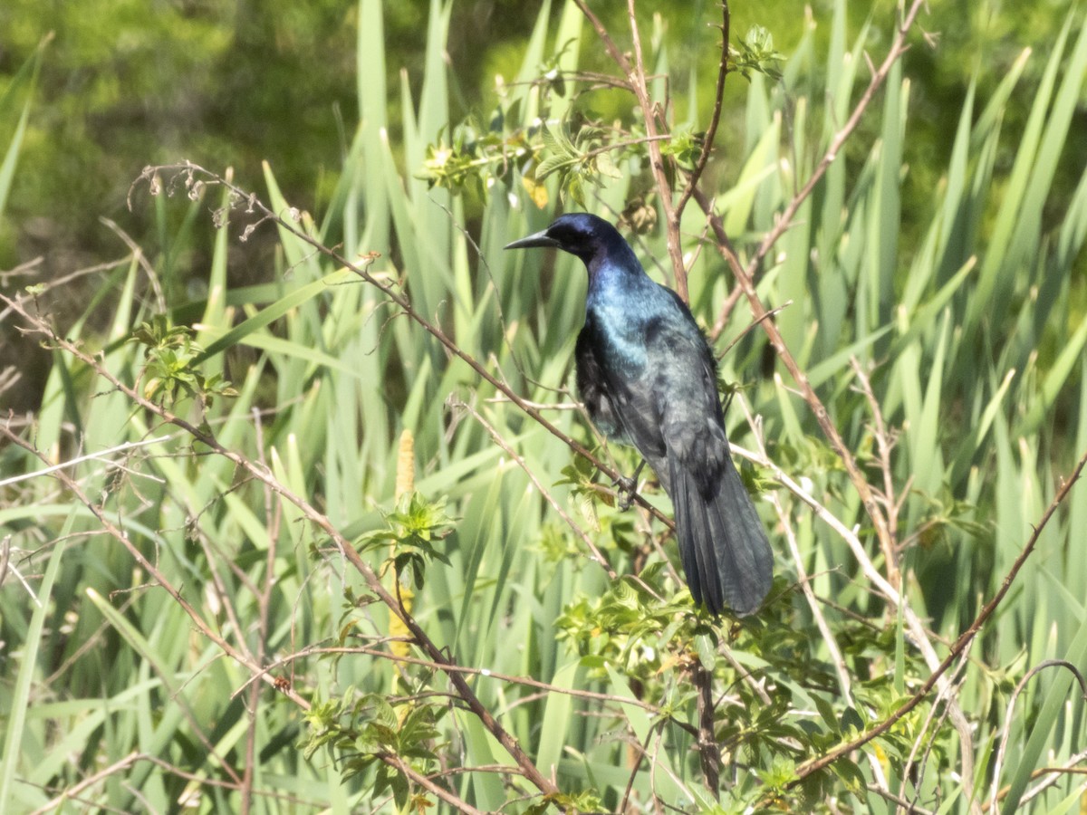 Boat-tailed Grackle - Carol Bailey-White