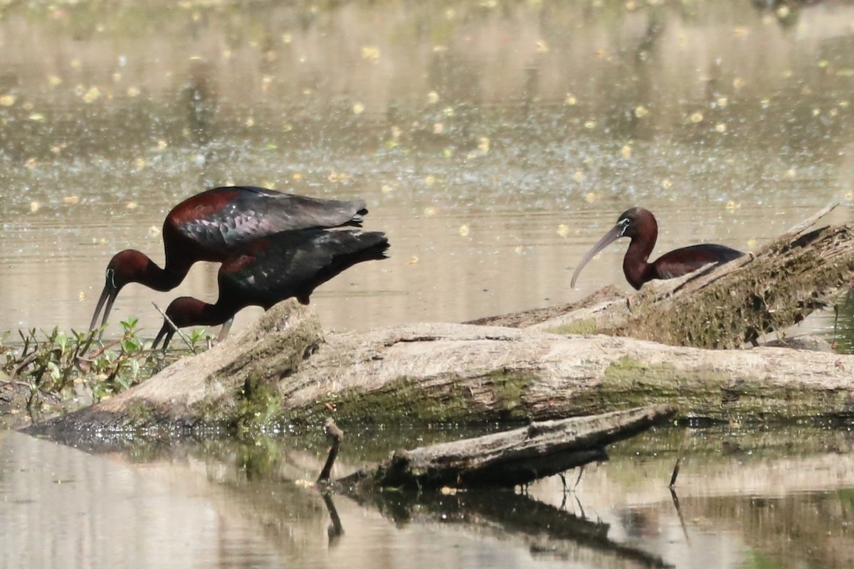 Glossy Ibis - ML618165307