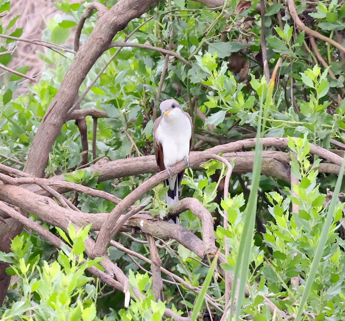 Yellow-billed Cuckoo - ML618165308