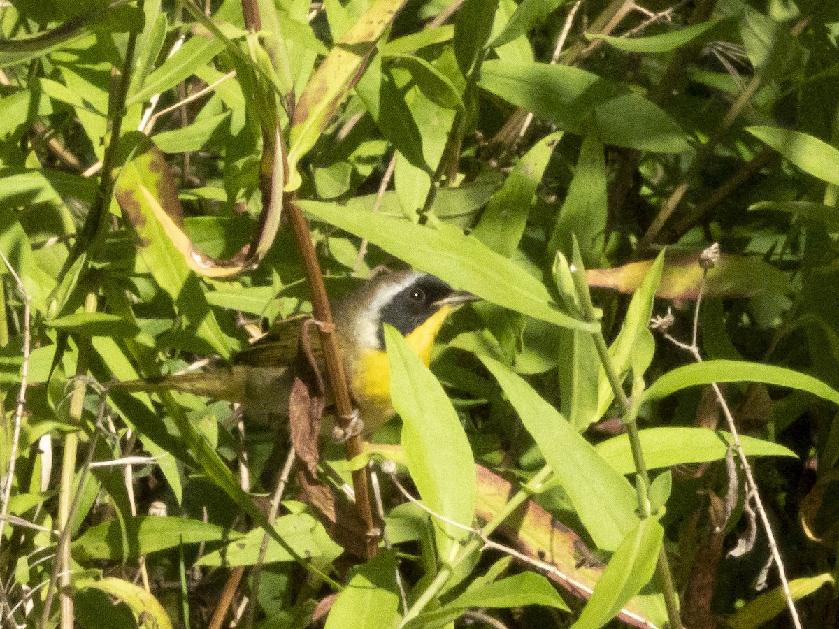 Common Yellowthroat - Carol Bailey-White