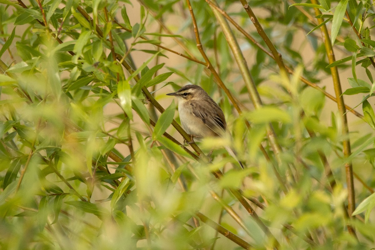 Sedge Warbler - ML618165340