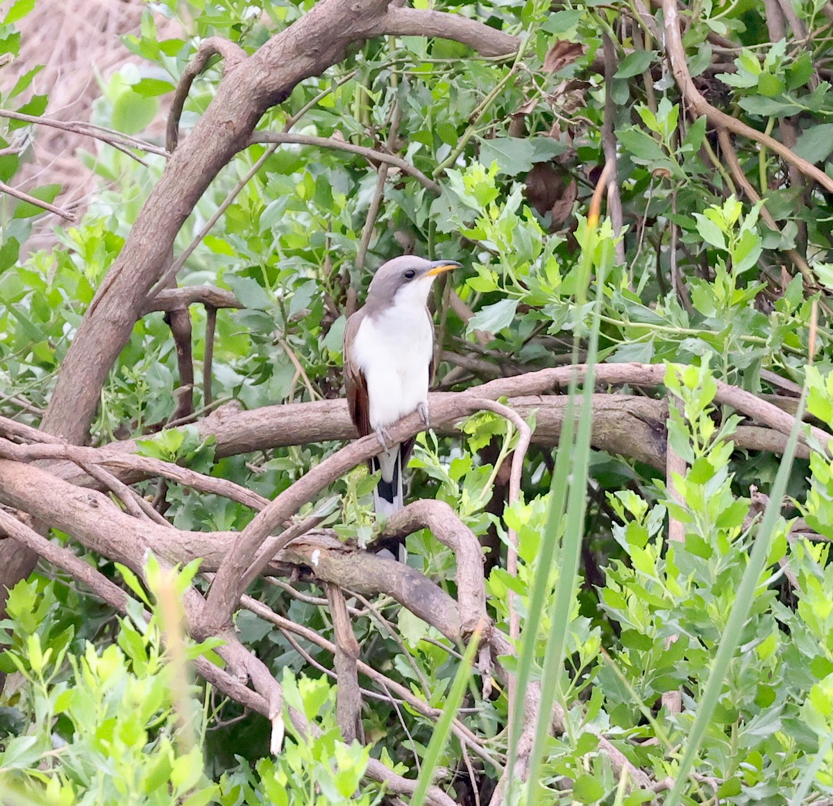 Yellow-billed Cuckoo - ML618165343