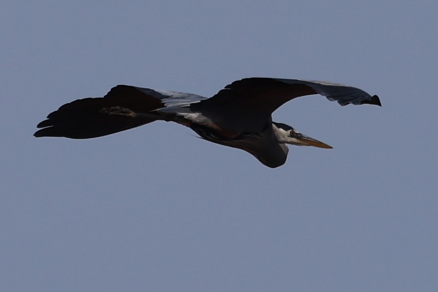 Great Blue Heron - ML618165345
