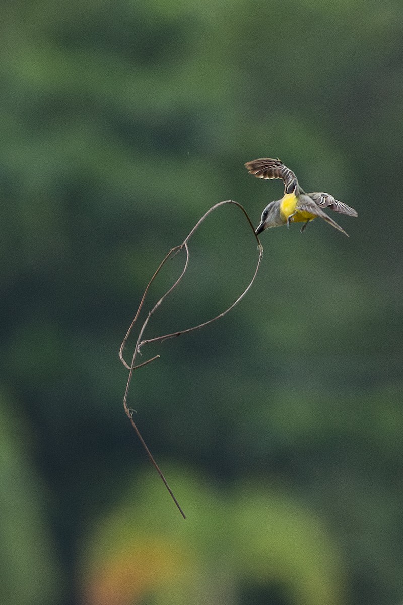 Tropical Kingbird - Rafael León Madrazo