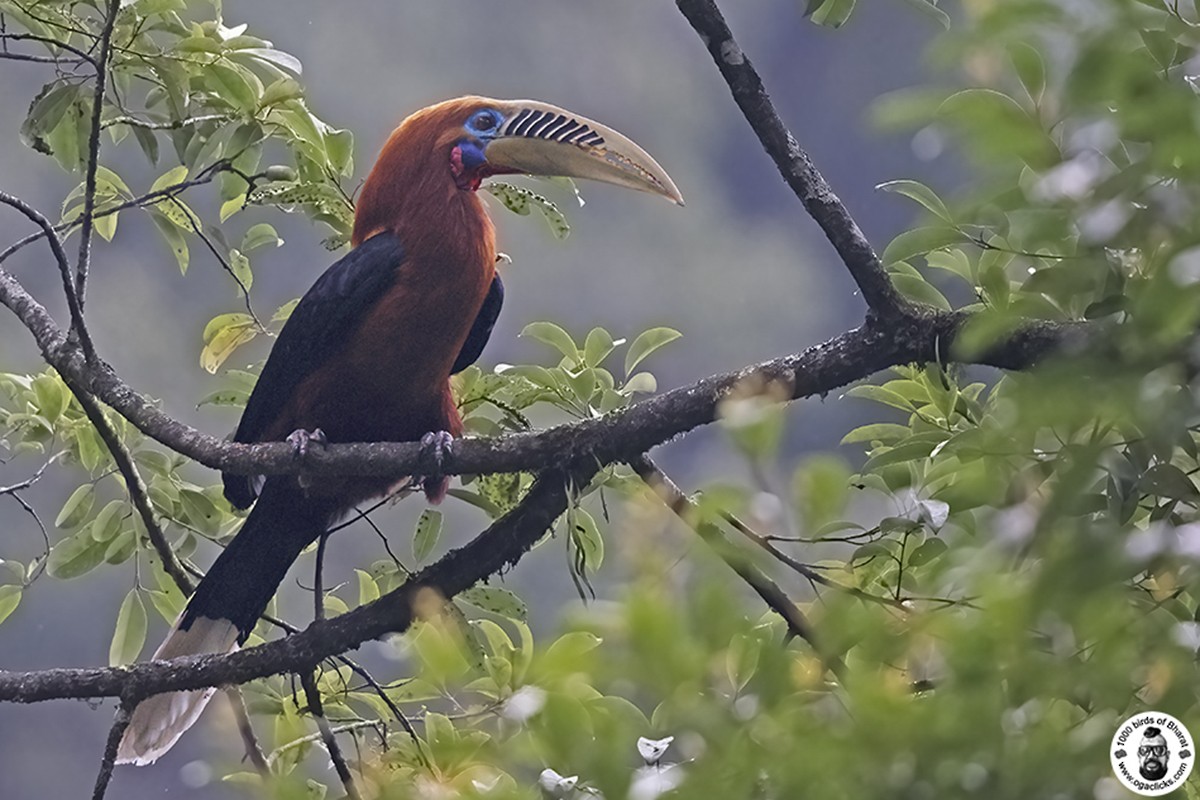 Rufous-necked Hornbill - ML618165362