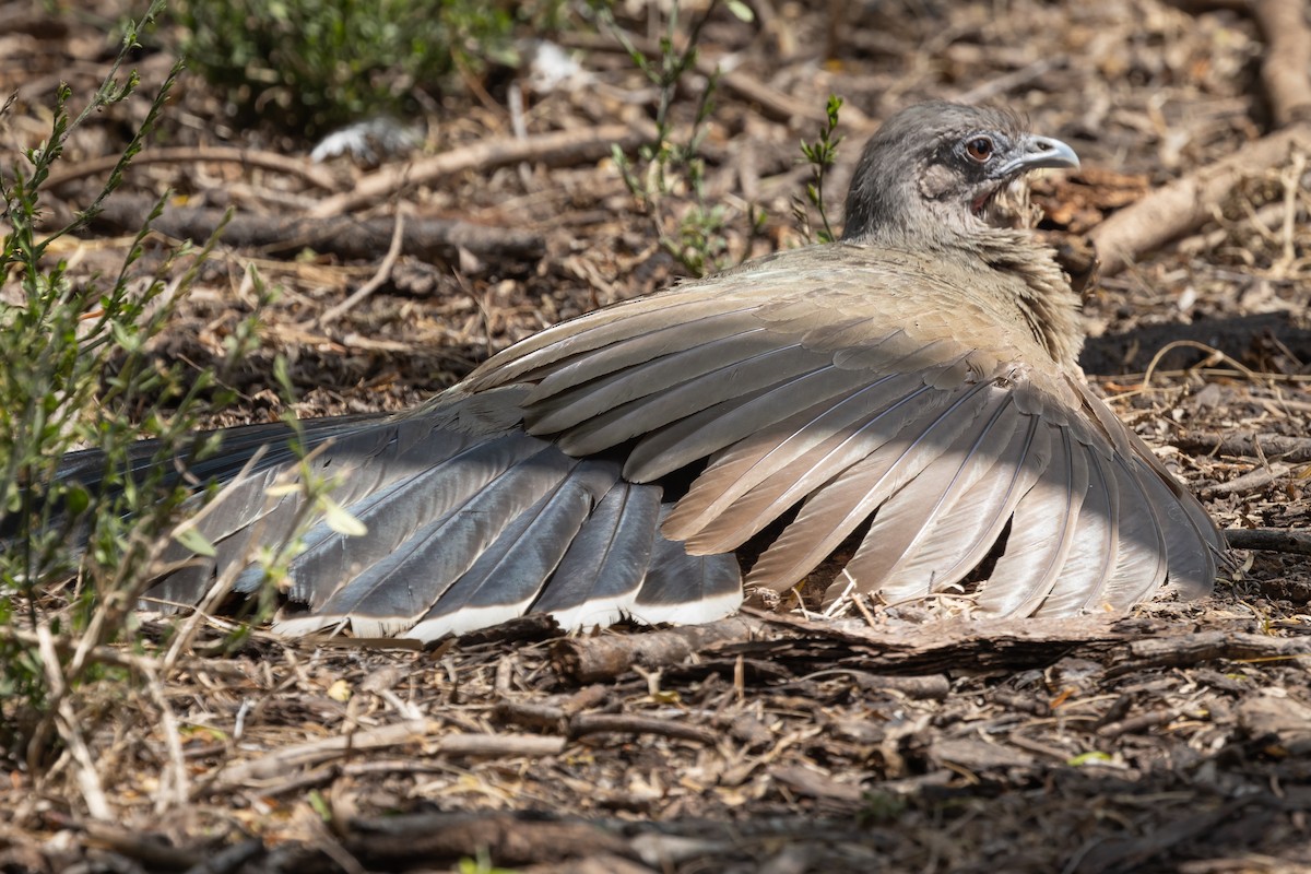 Plain Chachalaca - Dan Ellison