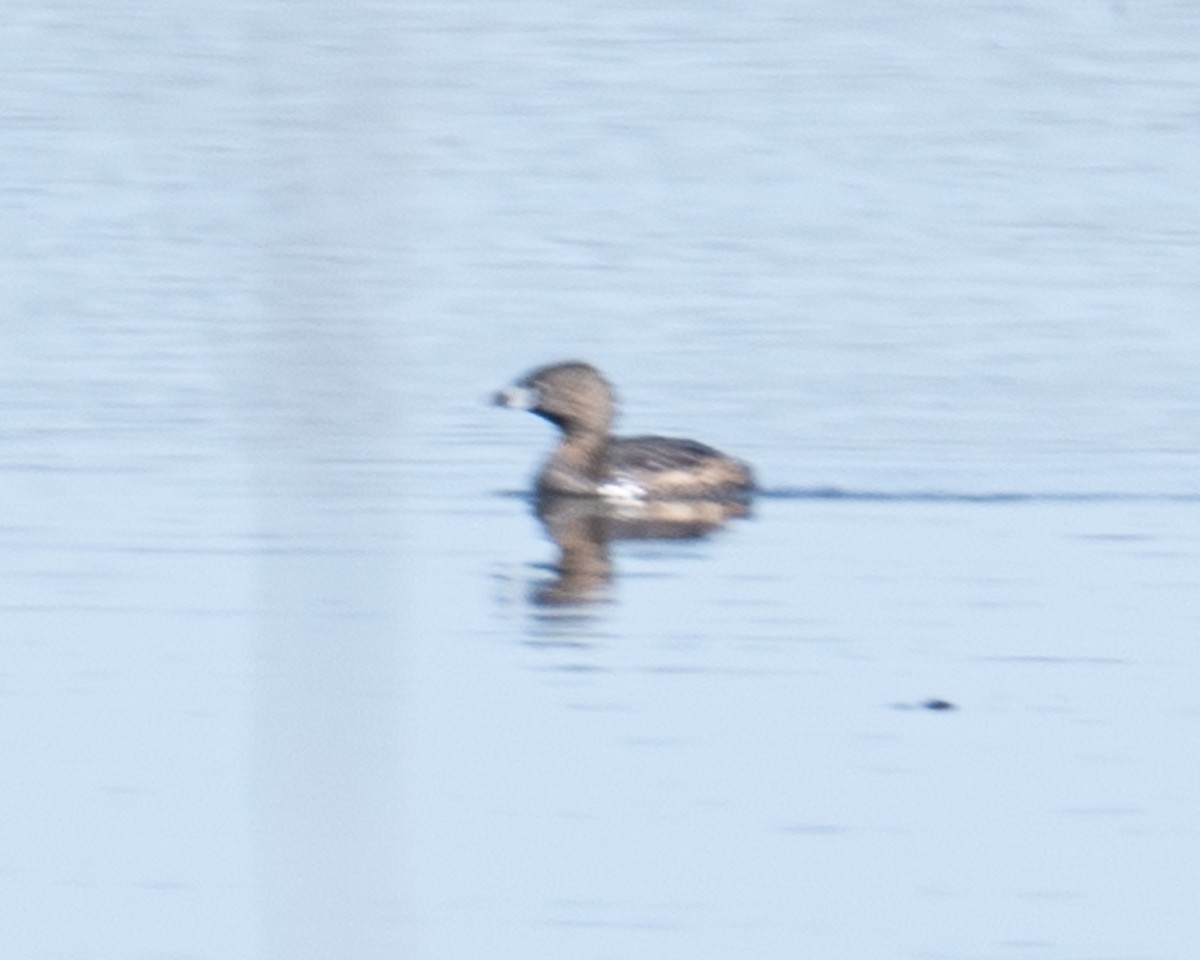 Pied-billed Grebe - Martin Tremblay