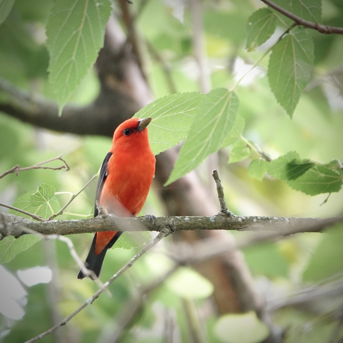 Scarlet Tanager - ML618165408