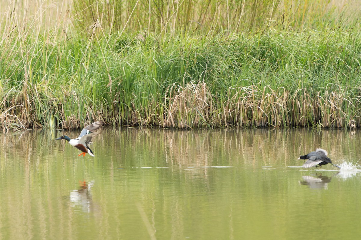 Northern Shoveler - Carsten Stiller