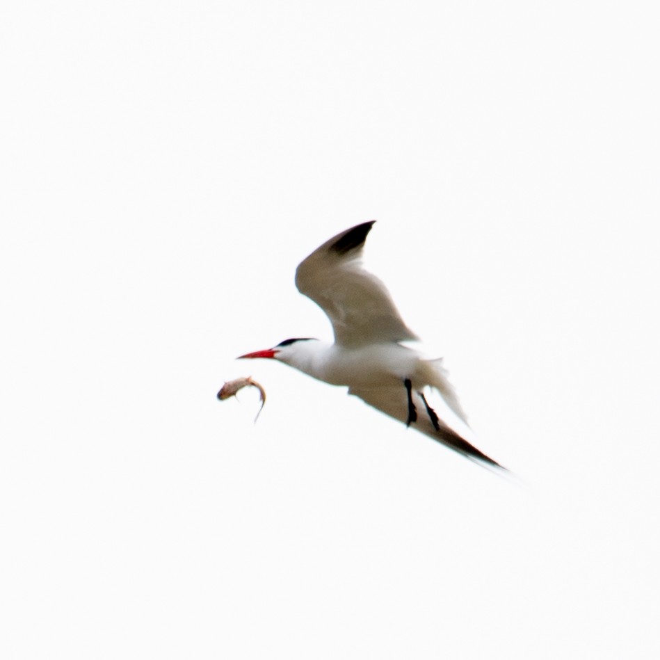 Caspian Tern - ML618165424