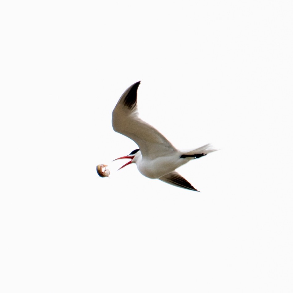 Caspian Tern - ML618165425