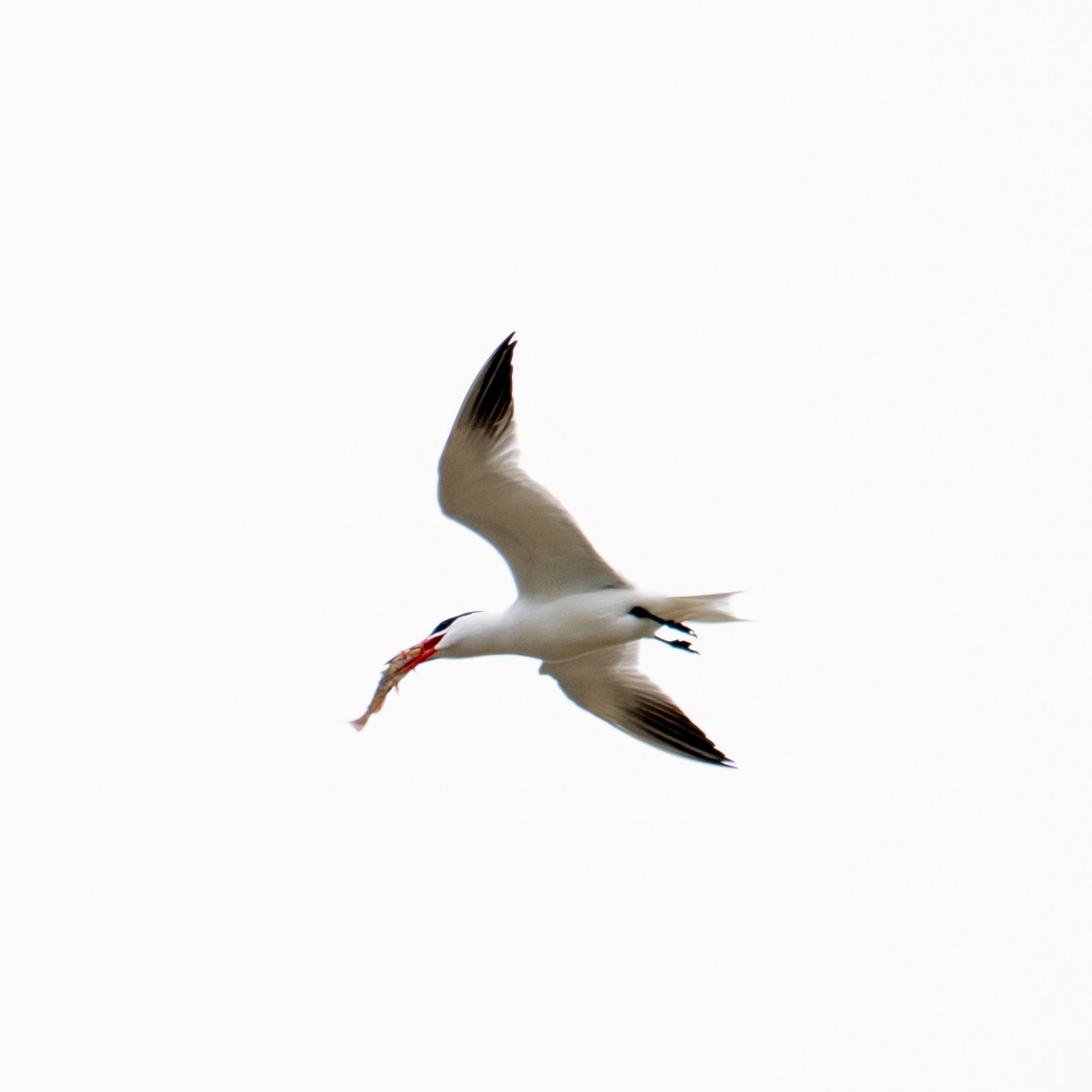 Caspian Tern - ML618165426