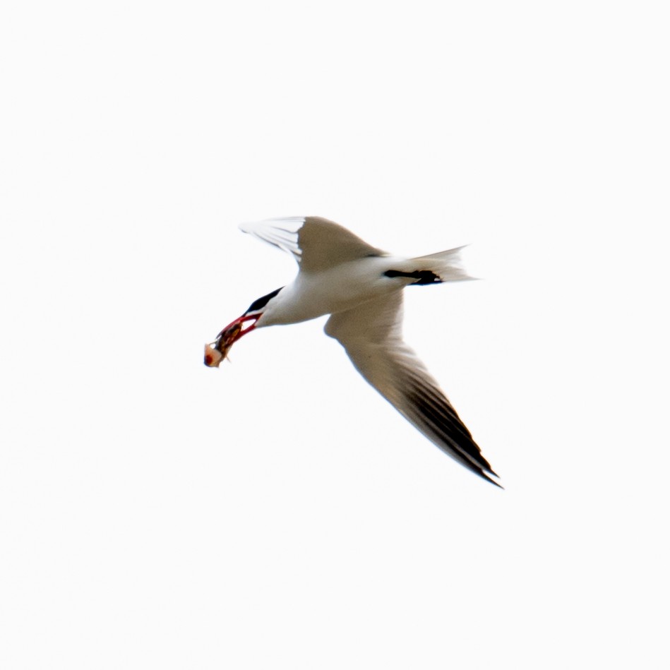 Caspian Tern - ML618165427