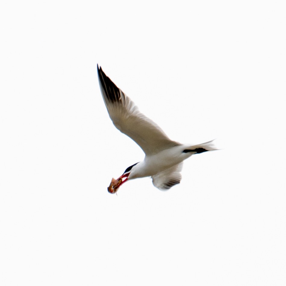 Caspian Tern - ML618165428