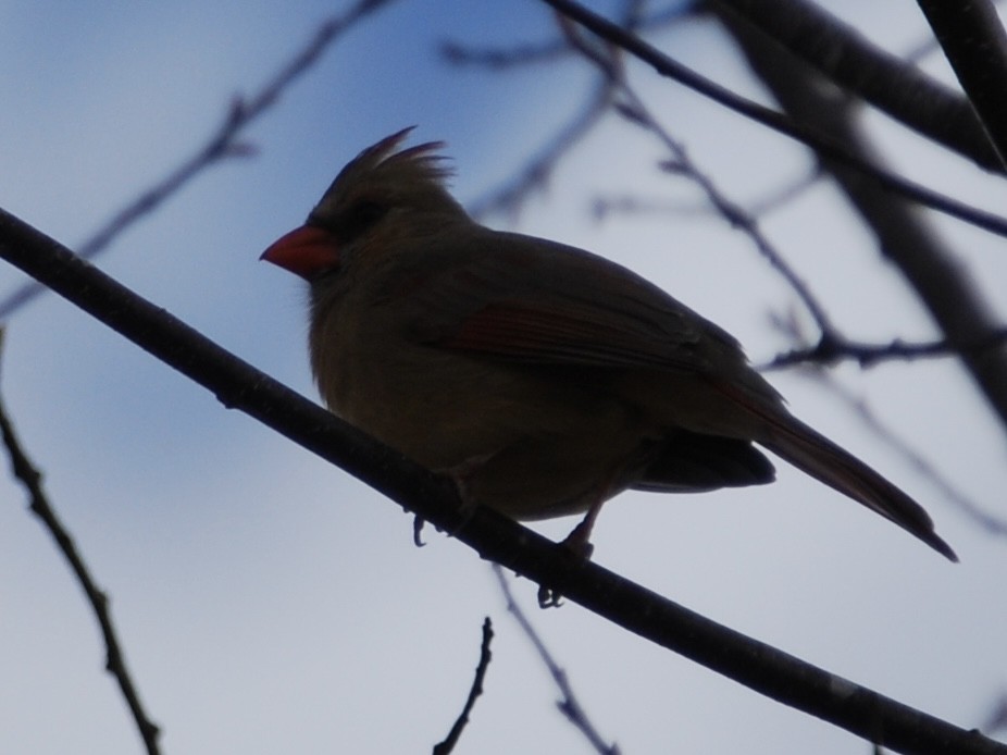 Northern Cardinal - Rebecca Meyer