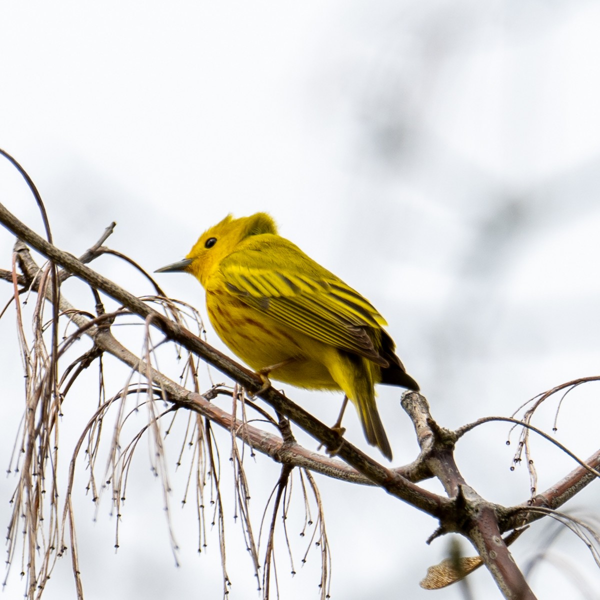 Yellow Warbler - ML618165444