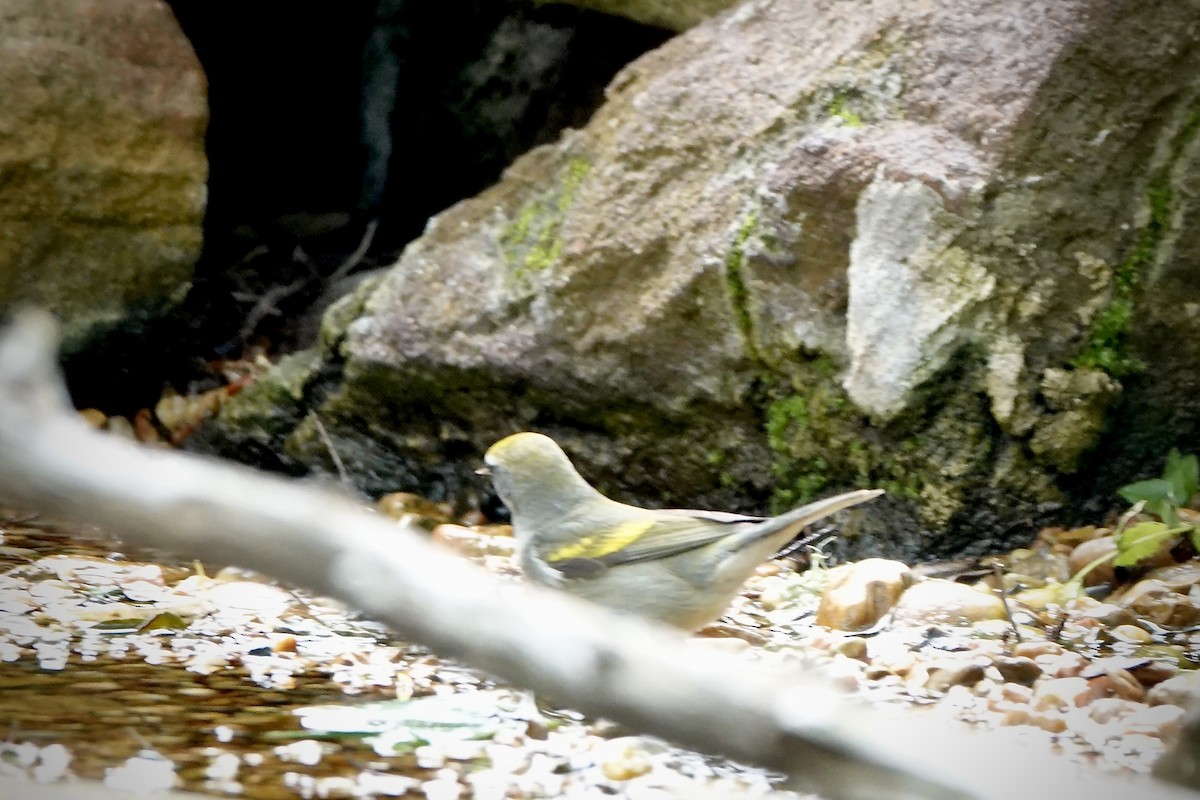 Golden-winged Warbler - ML618165445