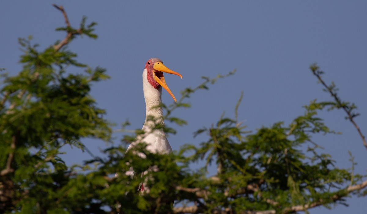 Yellow-billed Stork - simon walkley