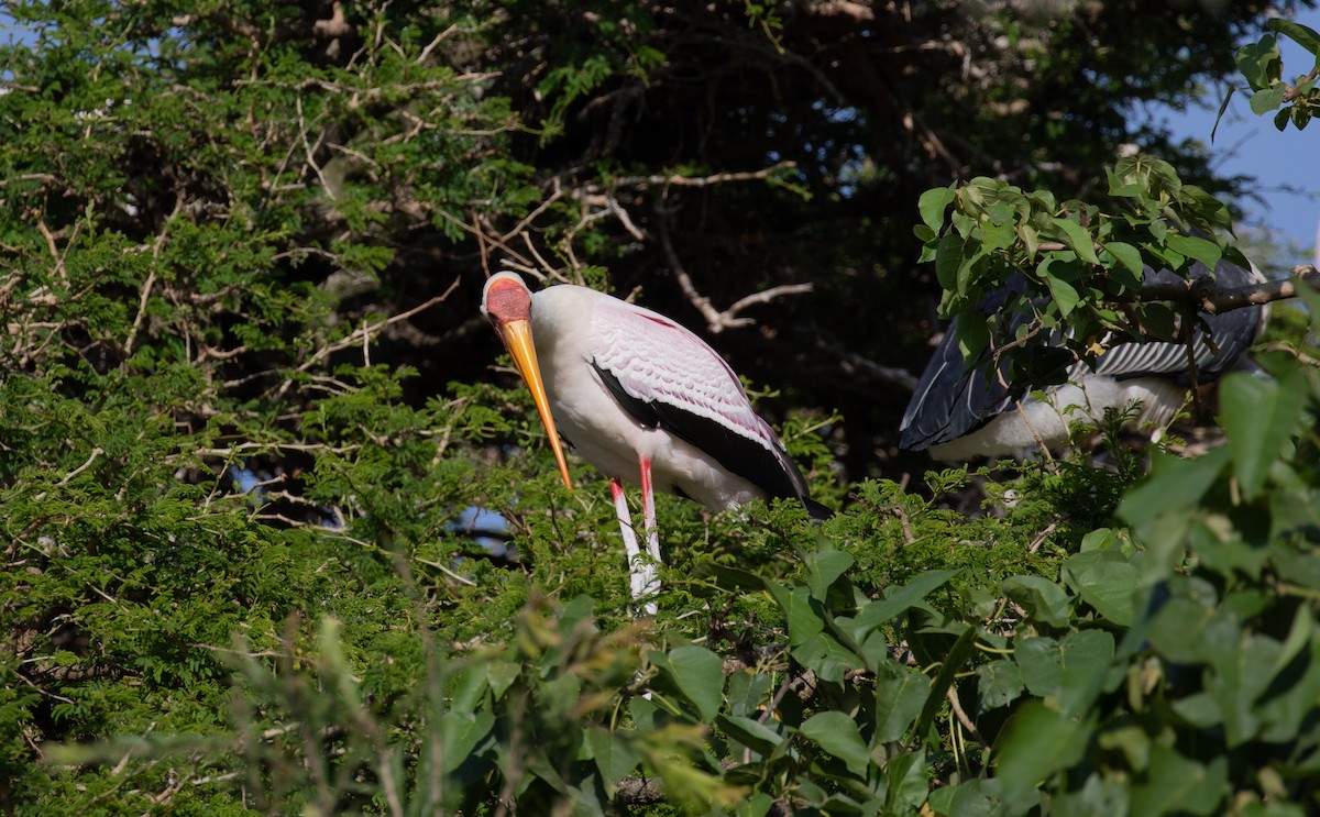 Yellow-billed Stork - simon walkley