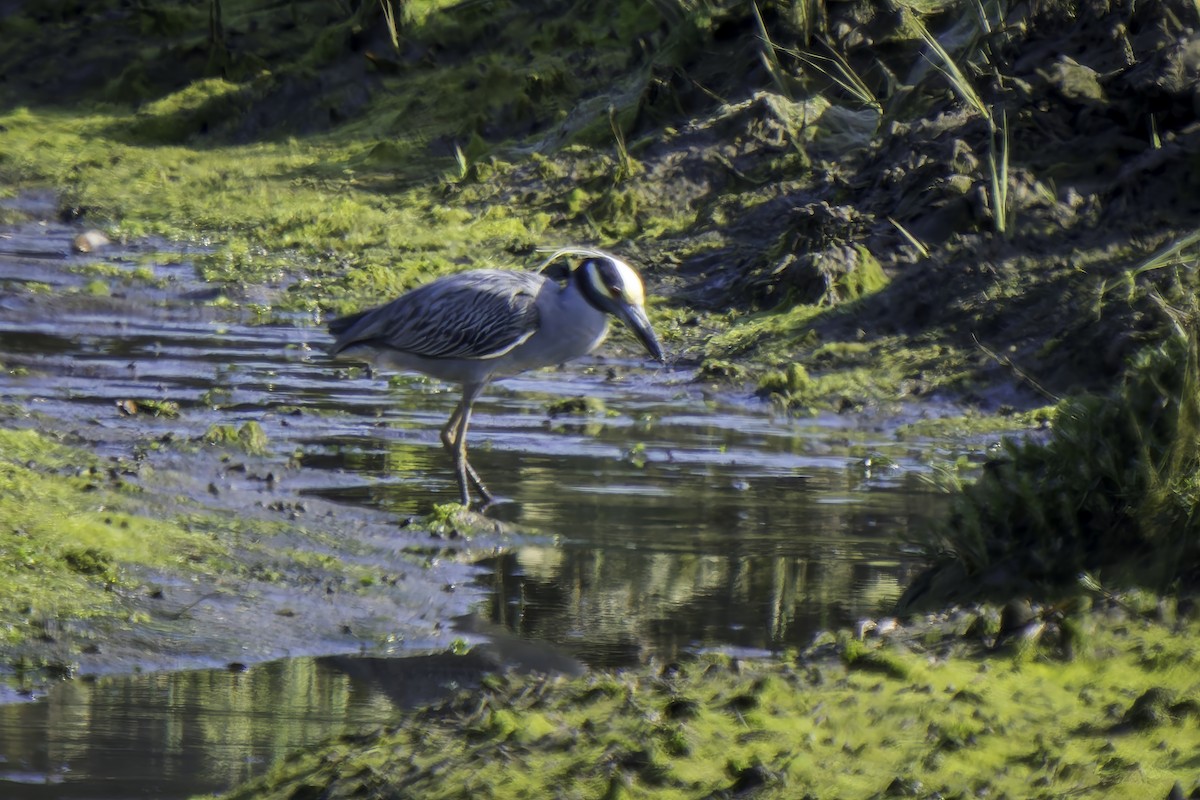 Yellow-crowned Night Heron - Gordon Norman