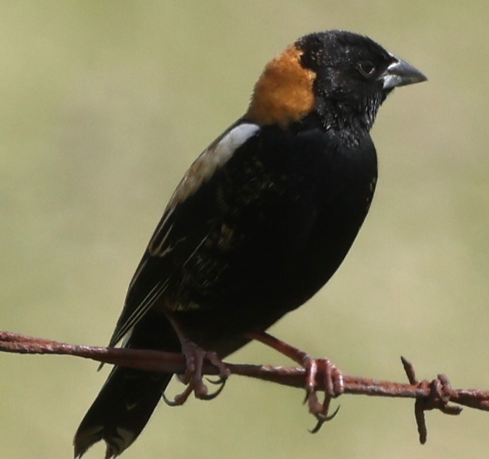 Bobolink - Connie yarbrough