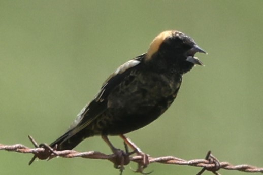 Bobolink - Connie yarbrough