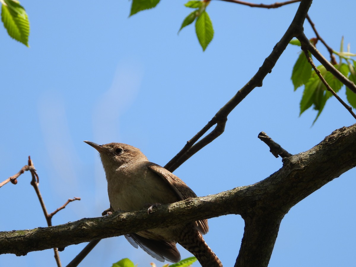 Northern House Wren - Sandi Jacques