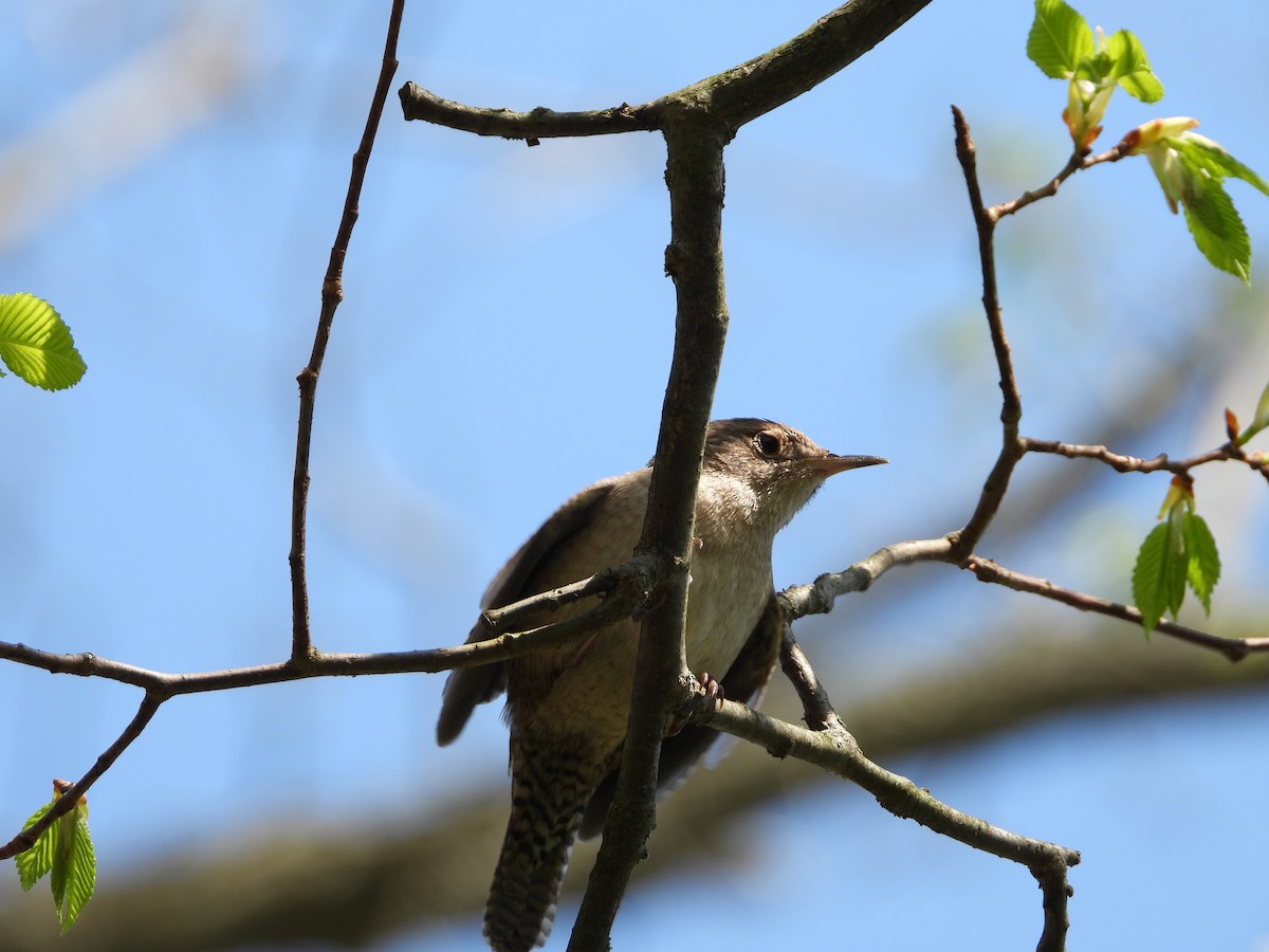 Northern House Wren - Sandi Jacques