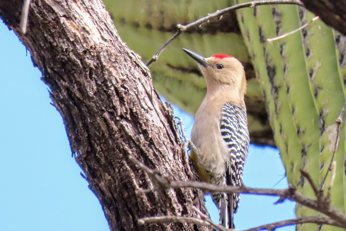 Gila Woodpecker - Aaron Flynn