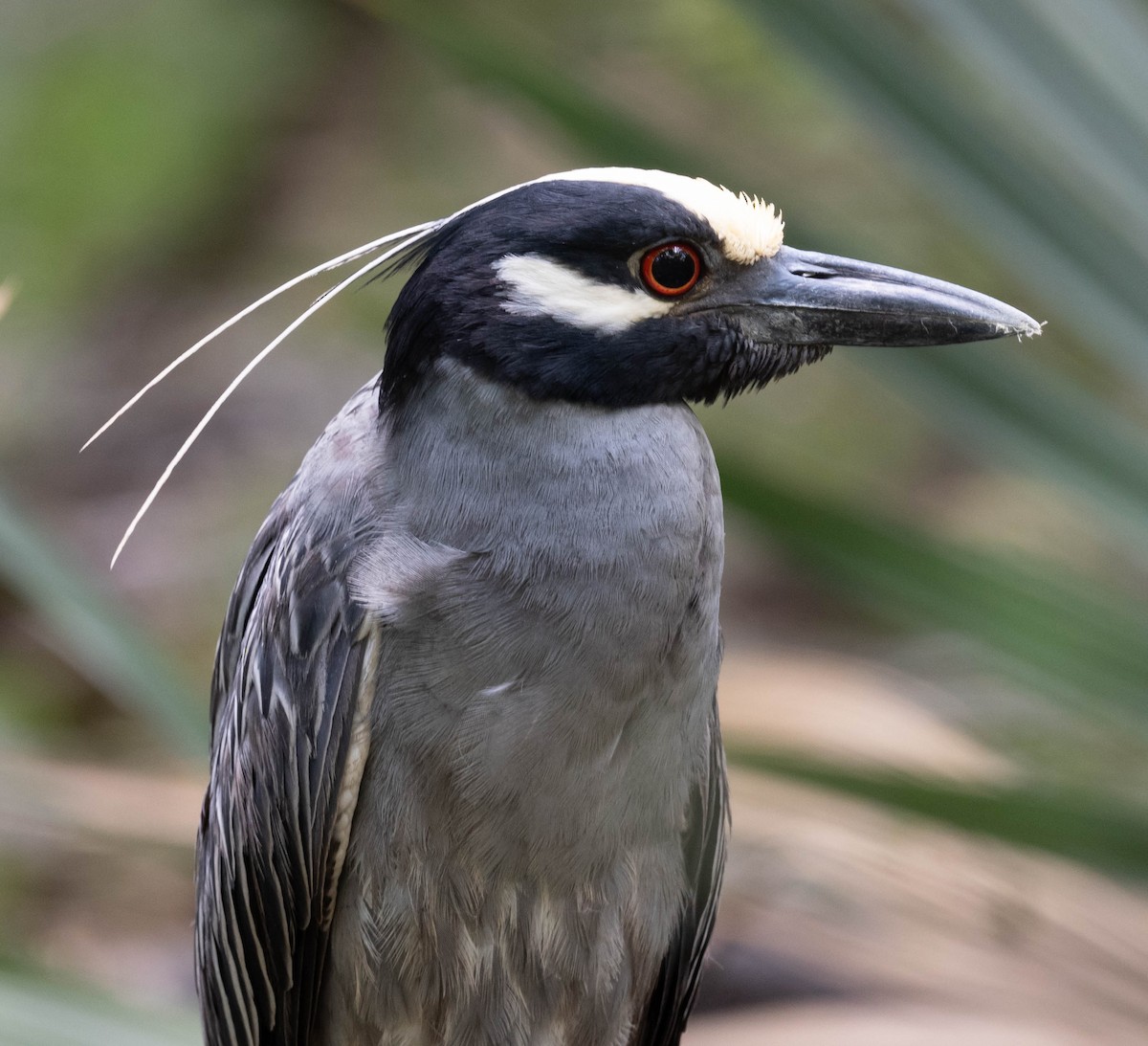 Yellow-crowned Night Heron - Chris Bick