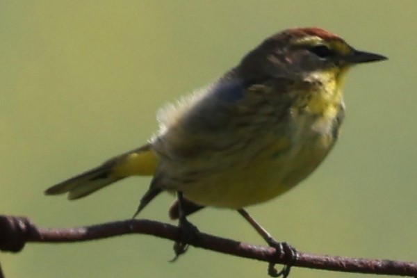 Palm Warbler - Connie Yarbrough