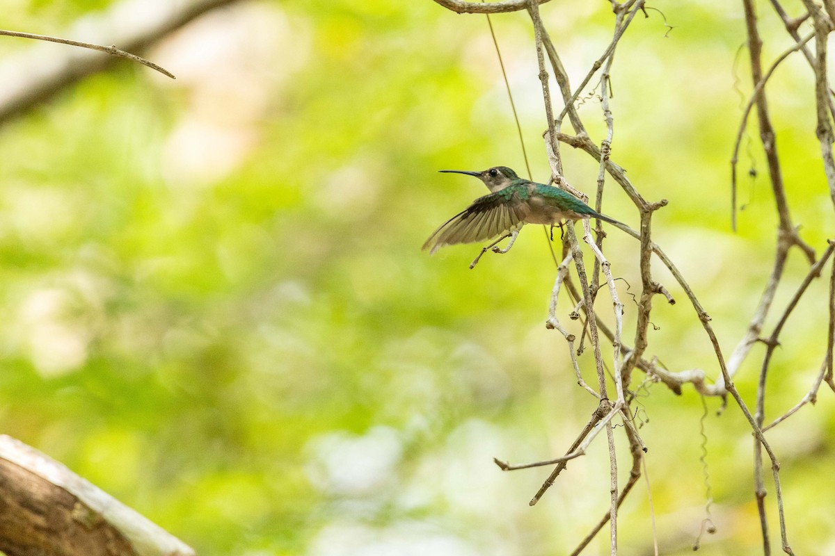 Wedge-tailed Sabrewing - Rafael León Madrazo