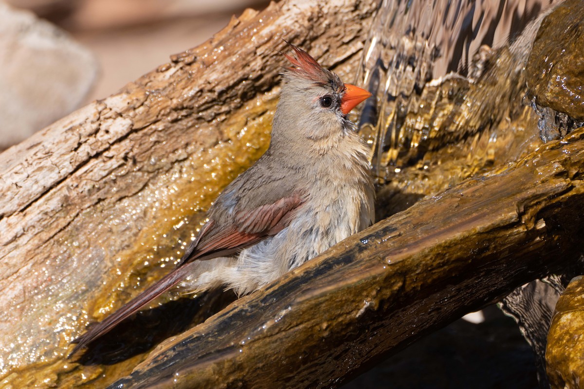 Northern Cardinal - Susan Elliott