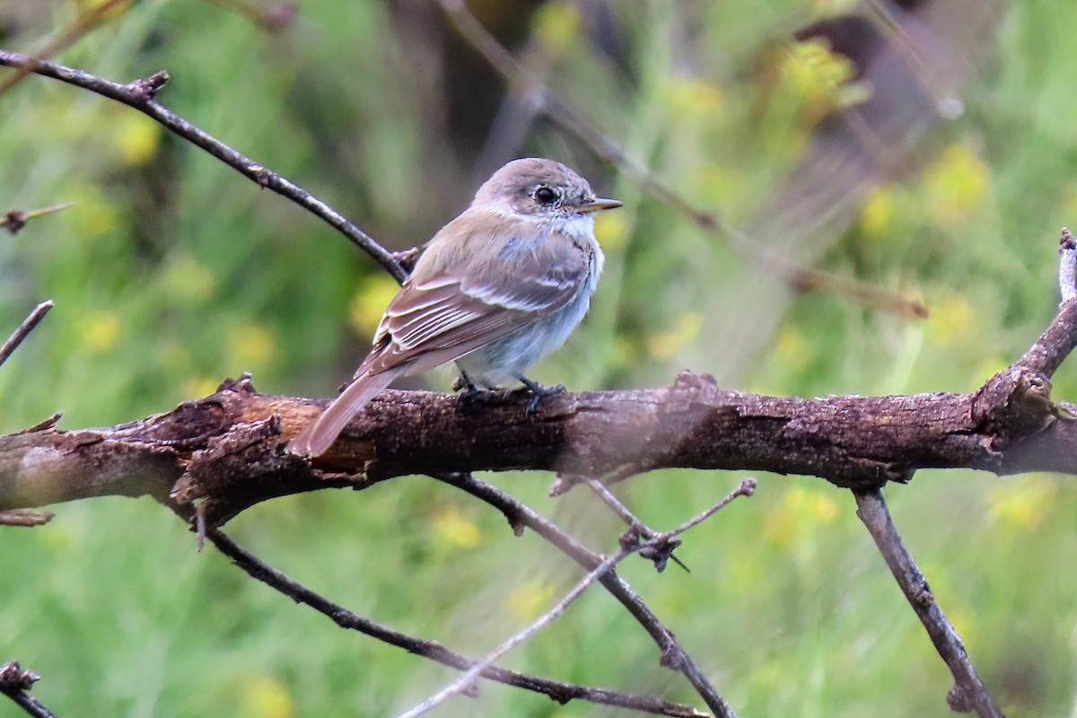 Gray Flycatcher - Aaron Flynn