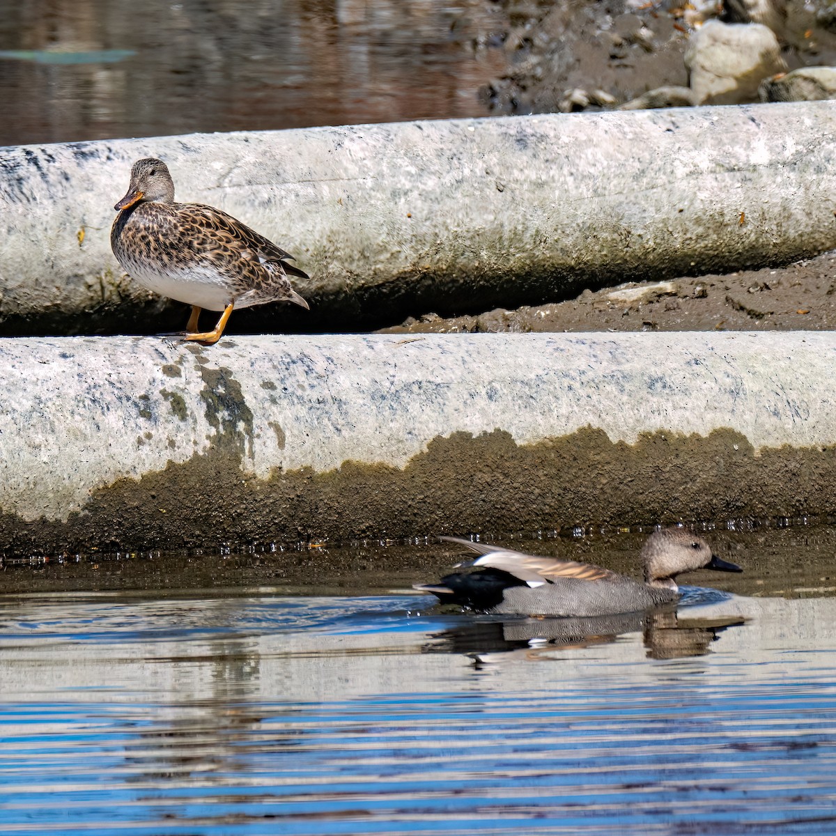 Gadwall - Danielle  A