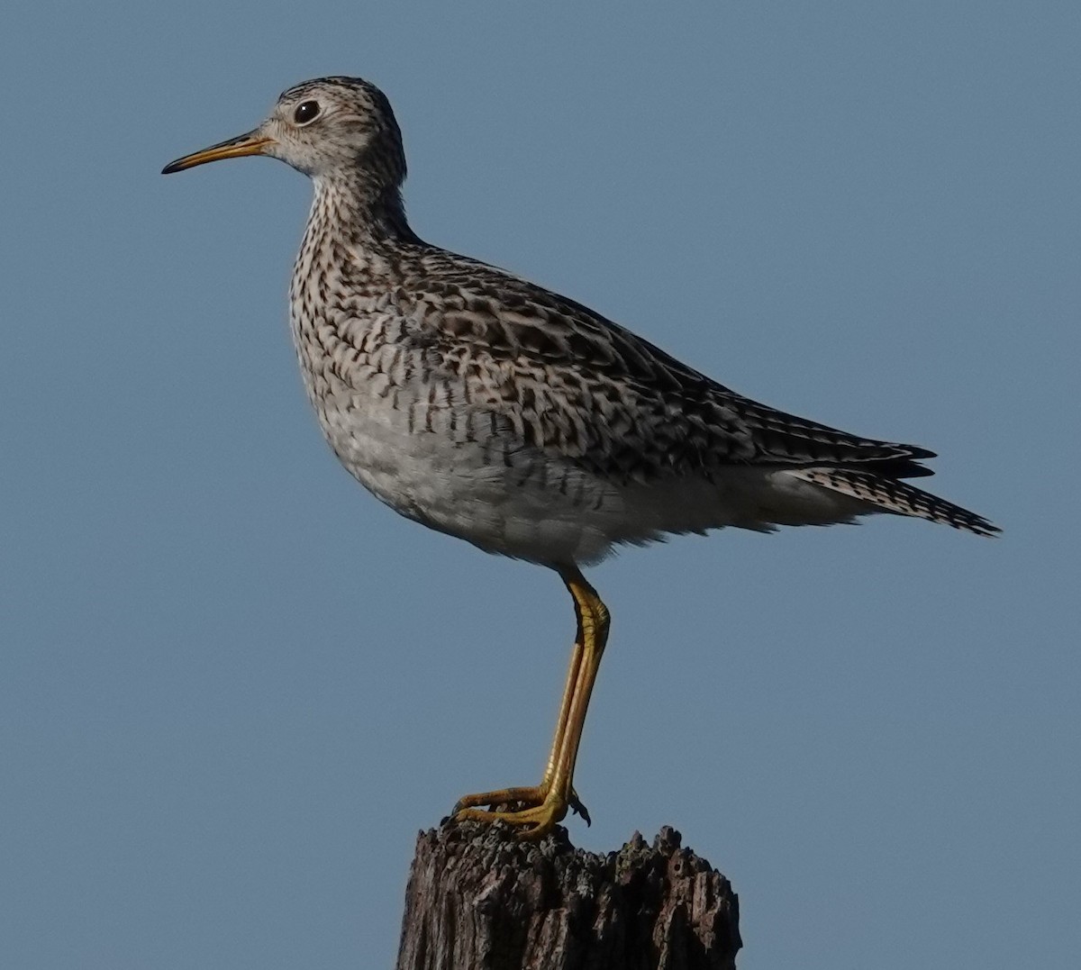 Upland Sandpiper - ML618165552