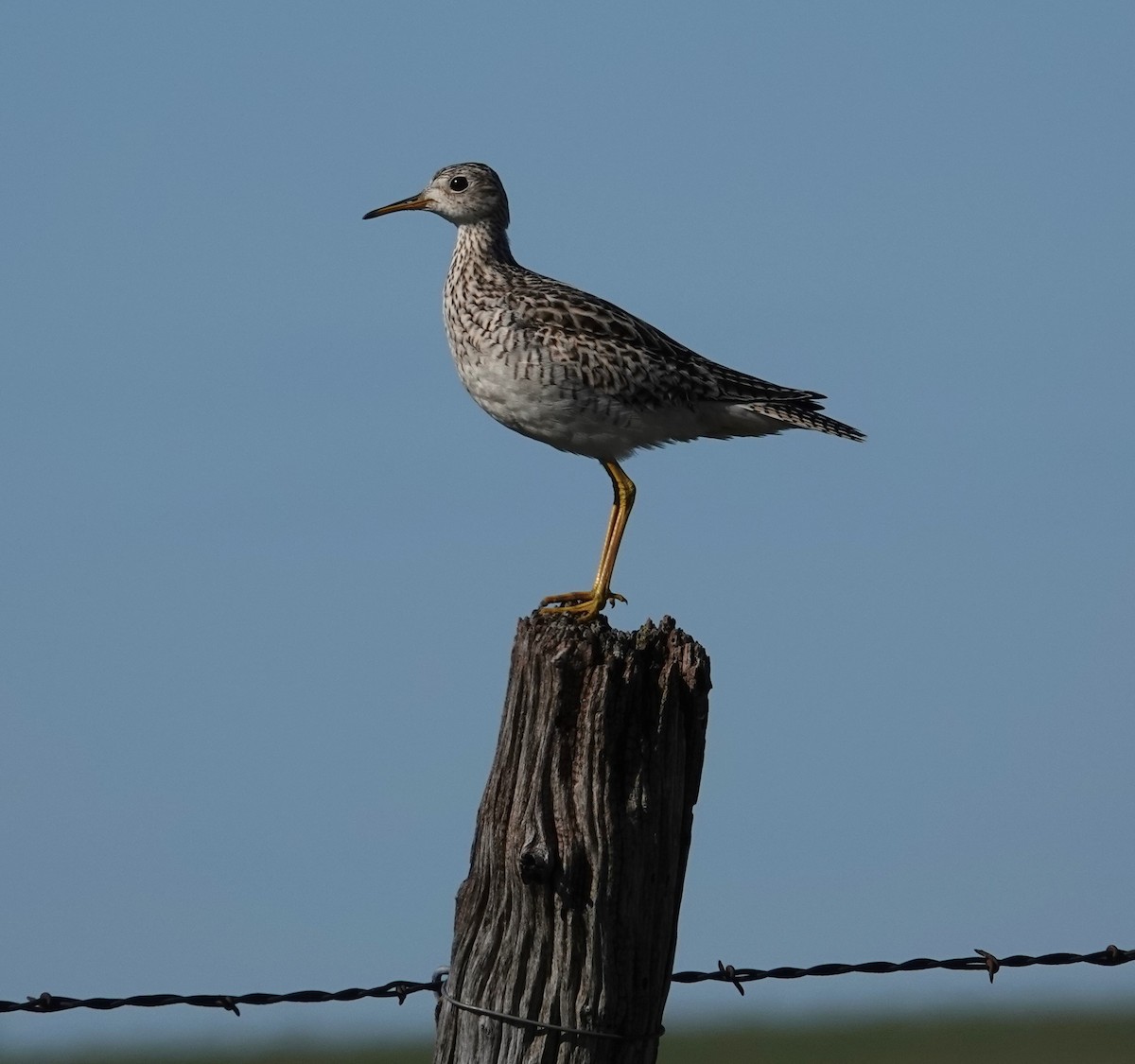 Upland Sandpiper - ML618165553