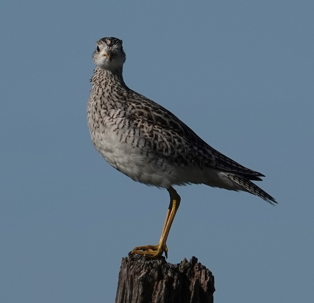 Upland Sandpiper - ML618165554