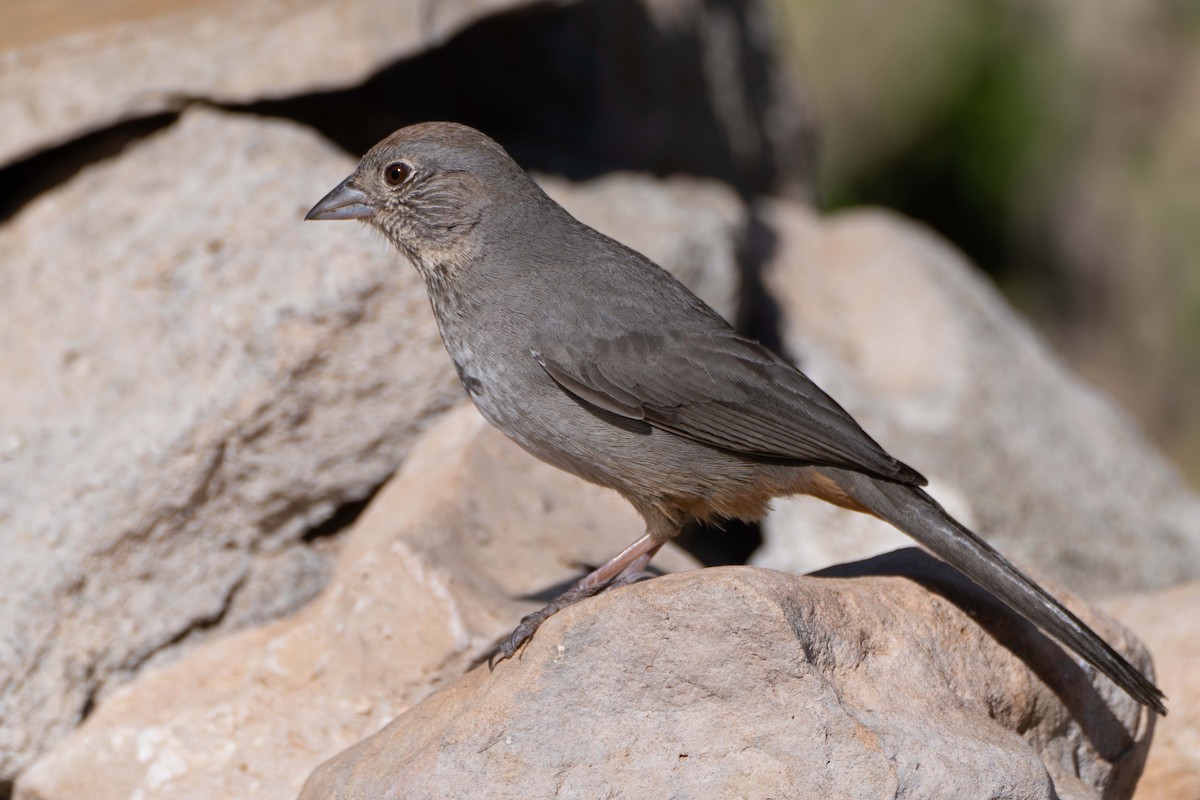 Canyon Towhee - Susan Elliott