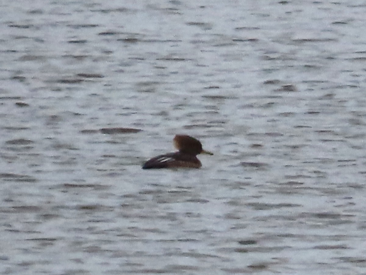 Hooded Merganser - Serge Benoit