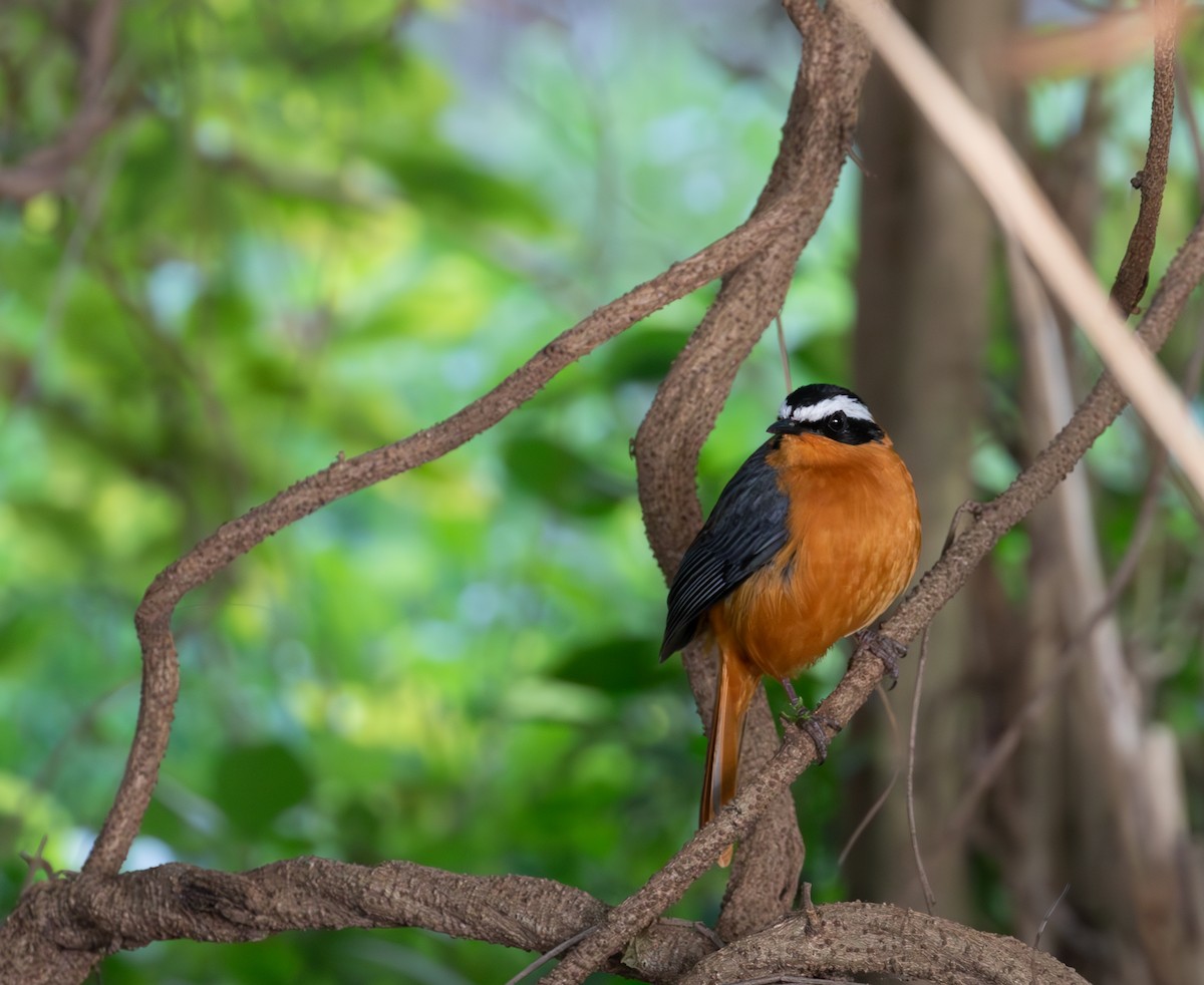 White-browed Robin-Chat - simon walkley