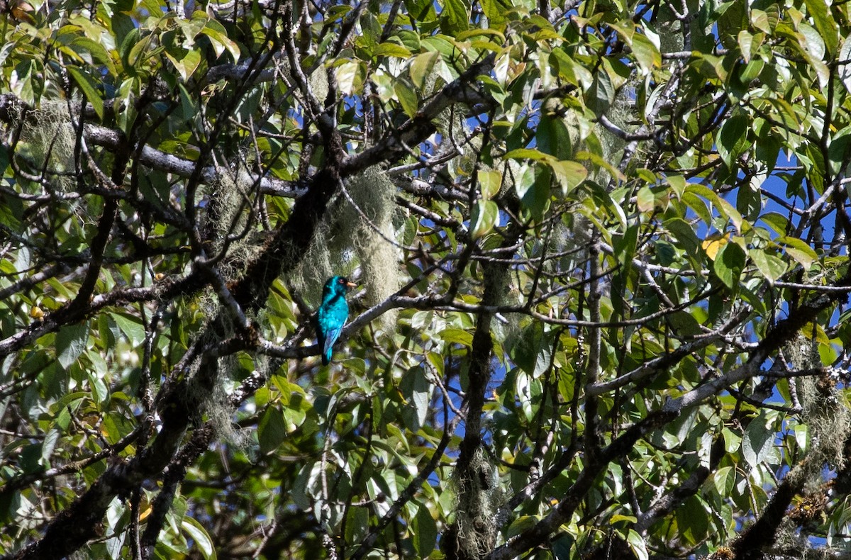 Asian Emerald Cuckoo - Daniel Gornall