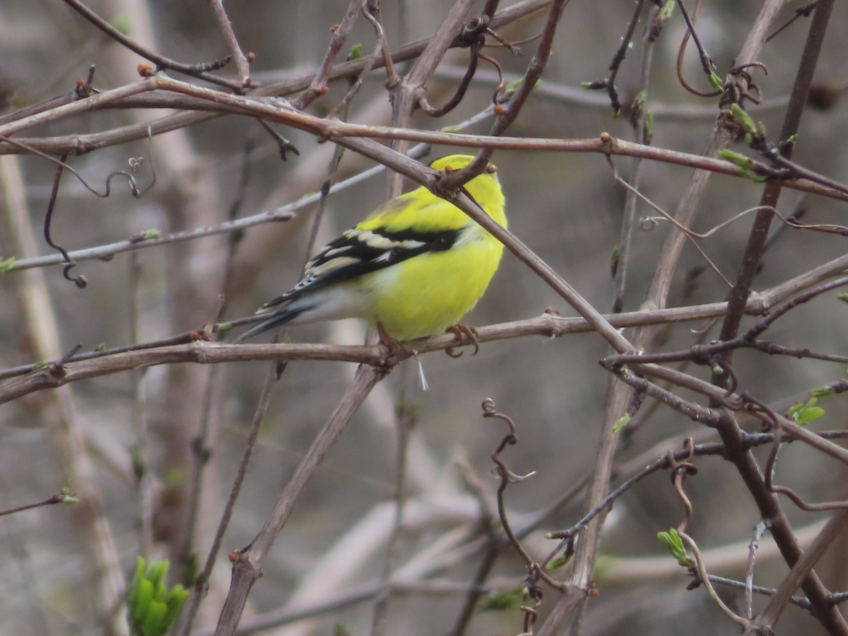 American Goldfinch - Serge Benoit